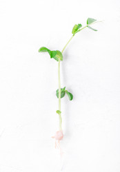 Similar image 21267347