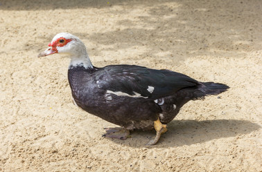 Similar image 21262879