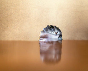 Similar image 21275396