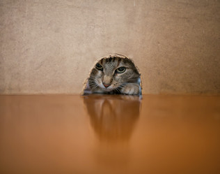 Similar image 21275398