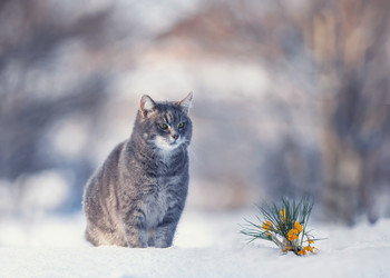 Similar image 21262530