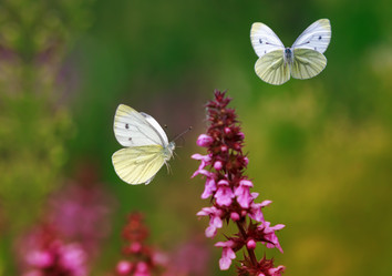 Similar image 21275416