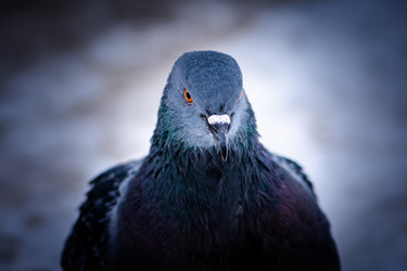 Similar image 21279480