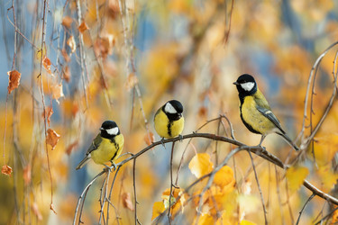 Similar image 21277770