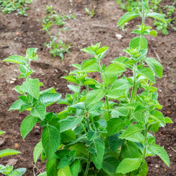 Similar image 21274204