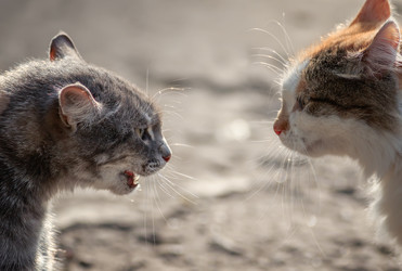 Similar image 21279408