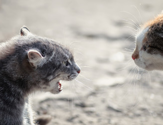 Similar image 21279411