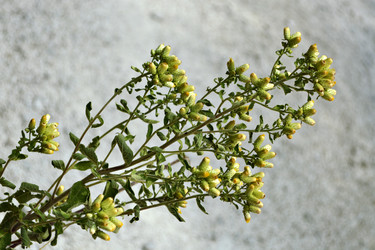 Similar image 21274214