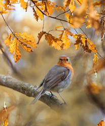 Similar image 21275425