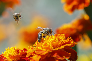 Similar image 21275431