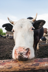 Similar image 21261544