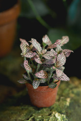 Similar image 21261550