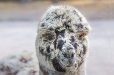 Similar image 21282761