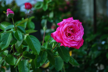 Similar image 21274263