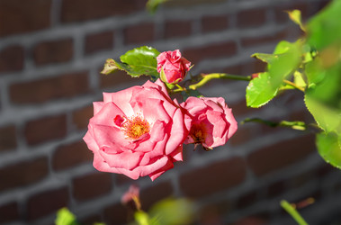 Similar image 21283133