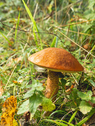 Similar image 21267999