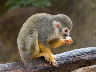 Similar image 21261584