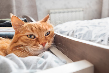 Similar image 21268040