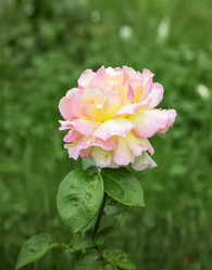 Similar image 21282792