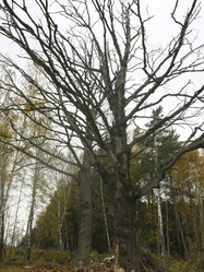 Similar image 21264679