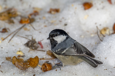 Similar image 21259546