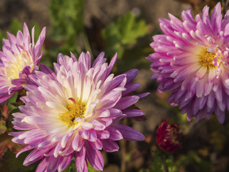 Similar image 21266344