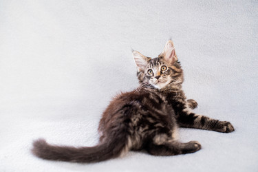 Similar image 21259751