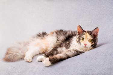 Similar image 21259137