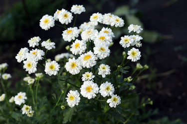 Similar image 21259261