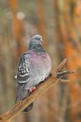 Similar image 21259289