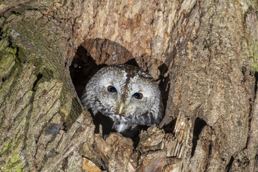 Similar image 21259642