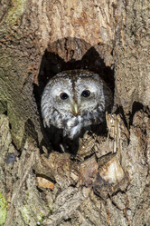 Similar image 21259645