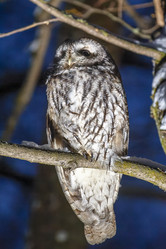 Similar image 21259648