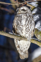 Similar image 21259649