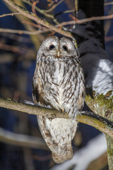 Similar image 21259650