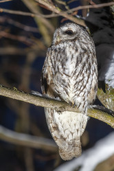 Similar image 21259651