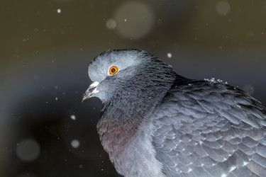 Similar image 21259653