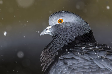 Similar image 21259655