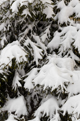 Similar image 21259301