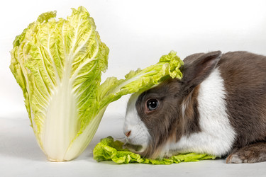 Similar image 21291918