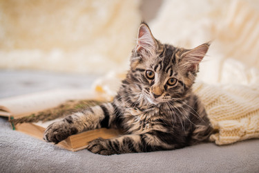 Similar image 21259786