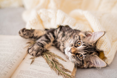 Similar image 21259787