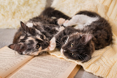 Similar image 21262602