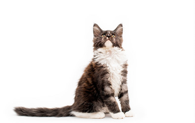 Similar image 21267403