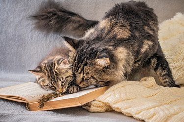 Similar image 21260004