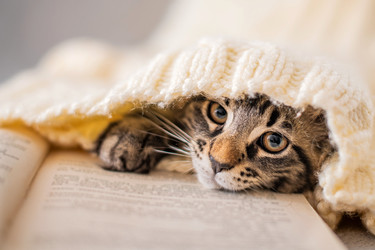 Similar image 21262610