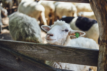 Similar image 21261294