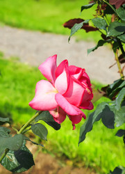 Similar image 21283032