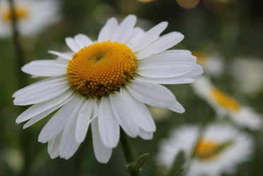 Similar image 21264831