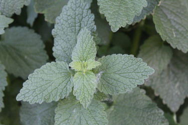 Similar image 21264832